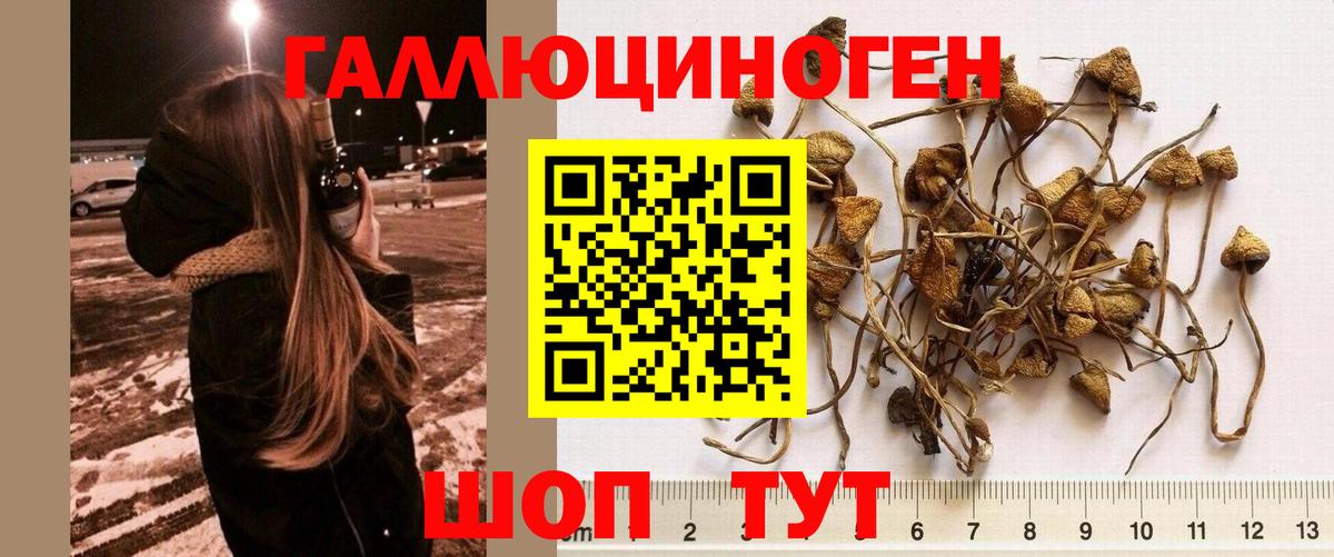 Сарапул  Псилоцибиновые грибы прущие грибы  Вход с VPN 